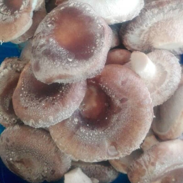 قارچ شیتاکه