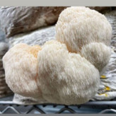 قارچ یال شیر اصل