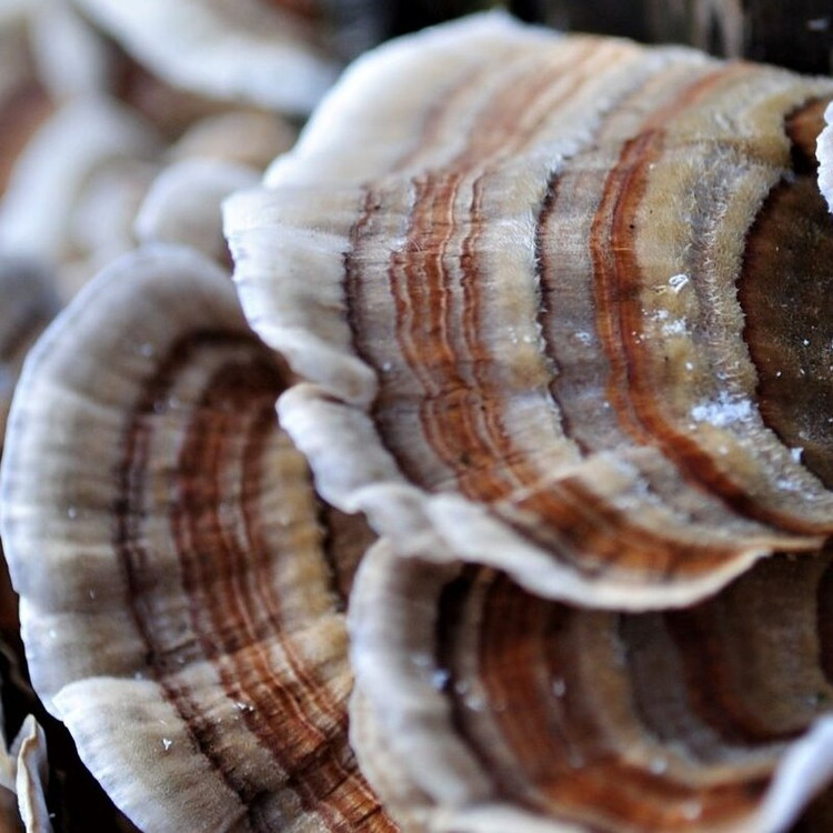 قارچ ترکی تیل پرورشی اصل