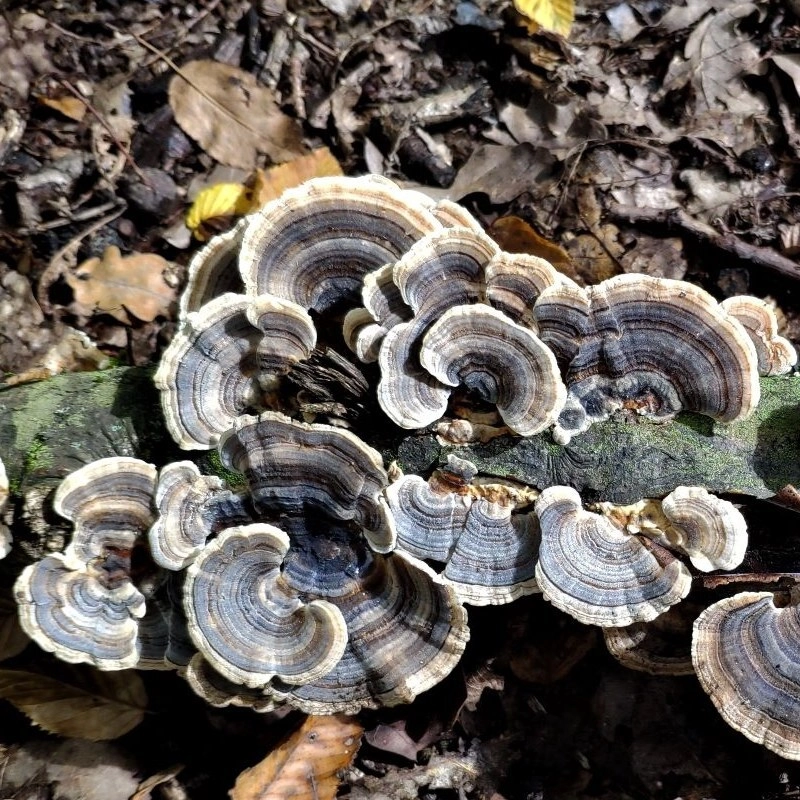 قارچ ترکی تیل پرورشی اصل