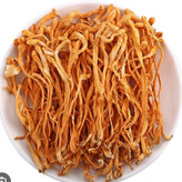 قارچ کوردیسپس میلیتاریز