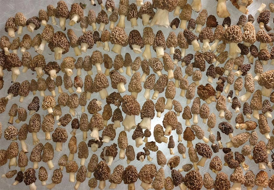 قارچ مورل