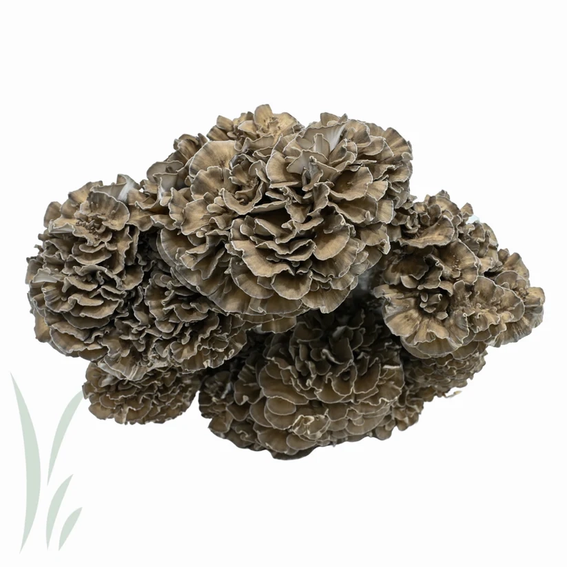 قارچ میتاکه