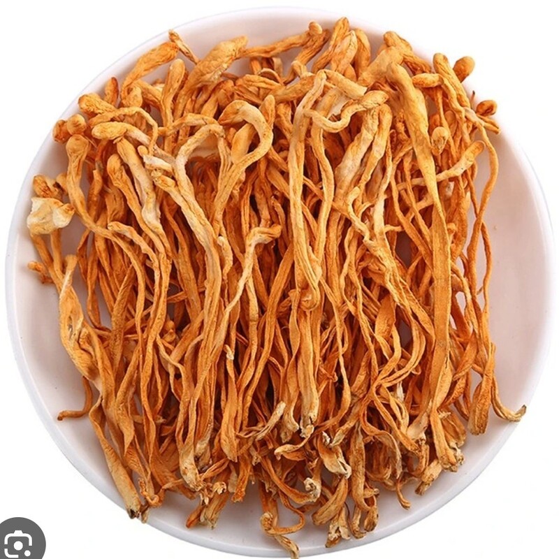 قارچ کوردیسپس میلیتاریز