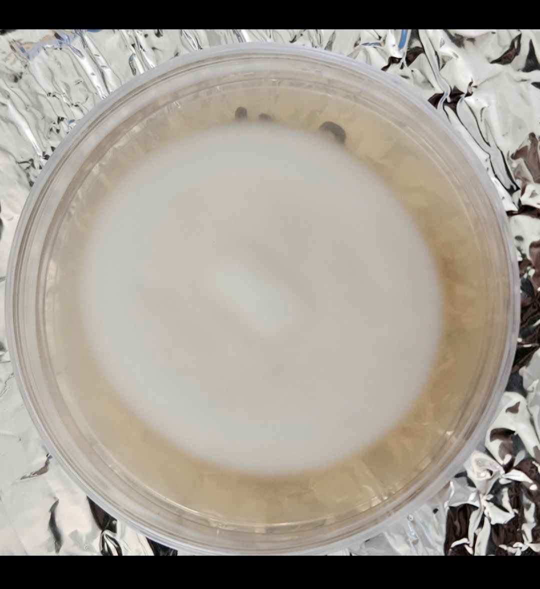 پلیت آگار نژاد یال شیر