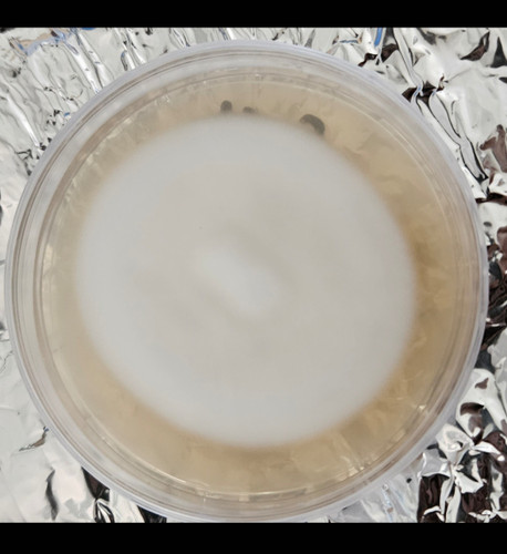 پلیت آگار نژاد یال شیر