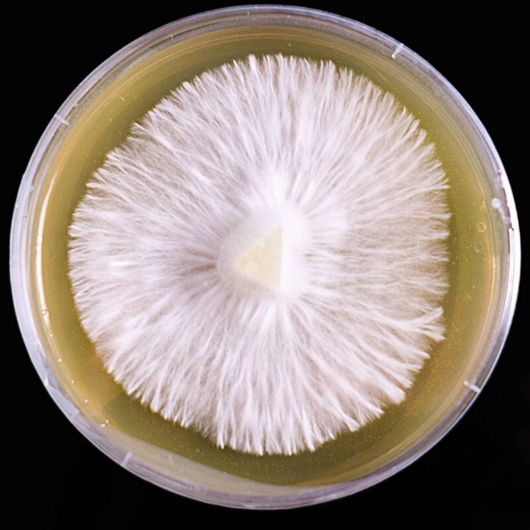 عکس پلیت قارچ گانودرما