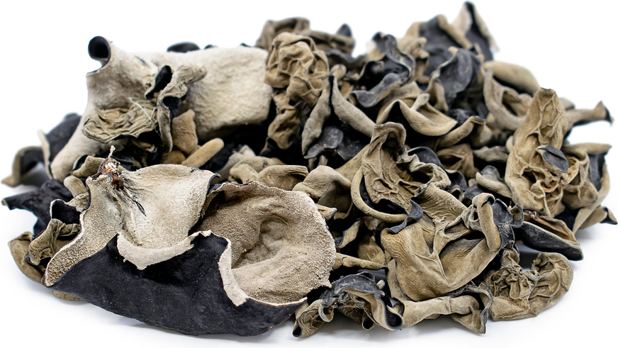 قارچ گوش چوب یا قارچ ژله ای  خشک شده