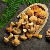 قارچ آگاریکوس بلازی